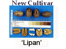 Lipan Cultivar Information
