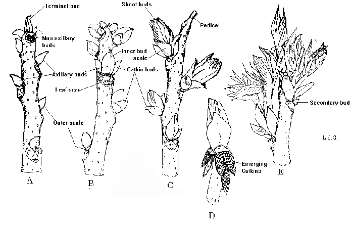 Figure 1. Bud growth of pecan, showing developmentof lateral floral ...